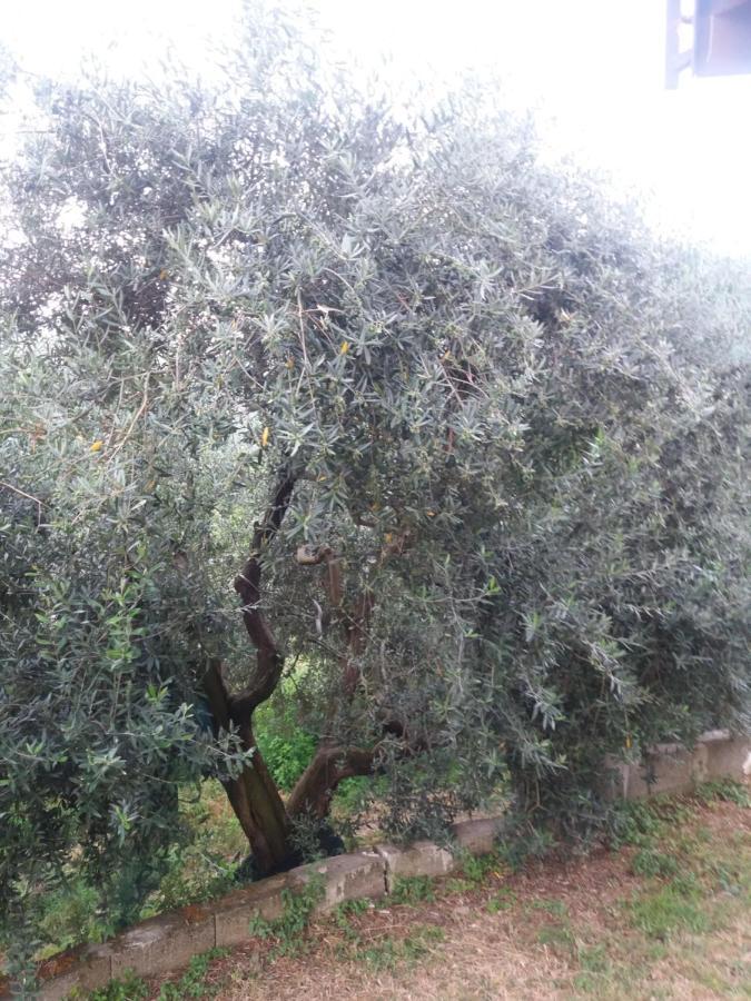 Il Ceppo Sui Sentieri Per Amalfi Acomodação com café da manhã Pimonte Exterior foto